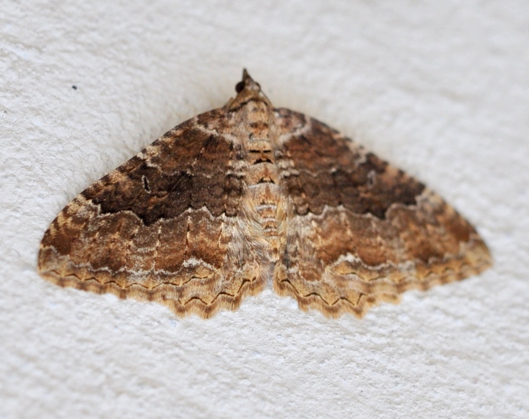 Geometridae da id.